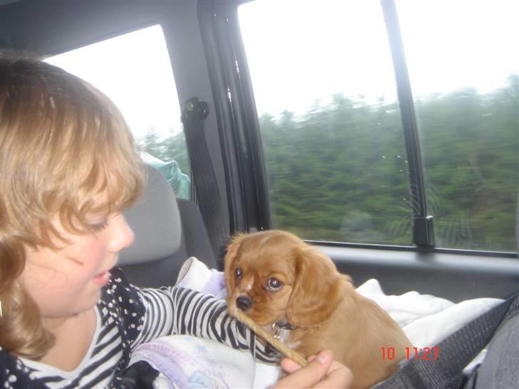 Cavalier king charles spaniel LULU billede 5