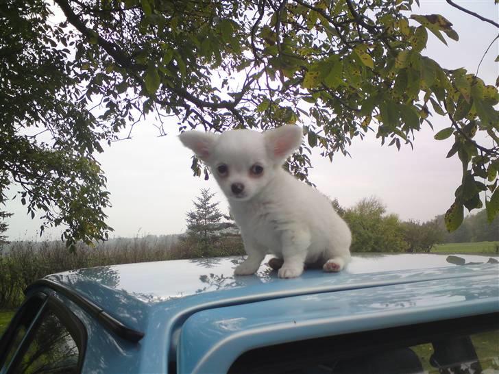 Chihuahua Kenzo billede 12