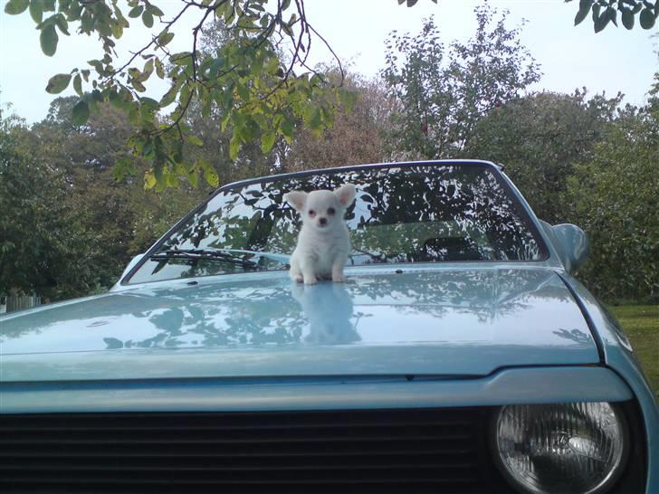 Chihuahua Kenzo billede 13