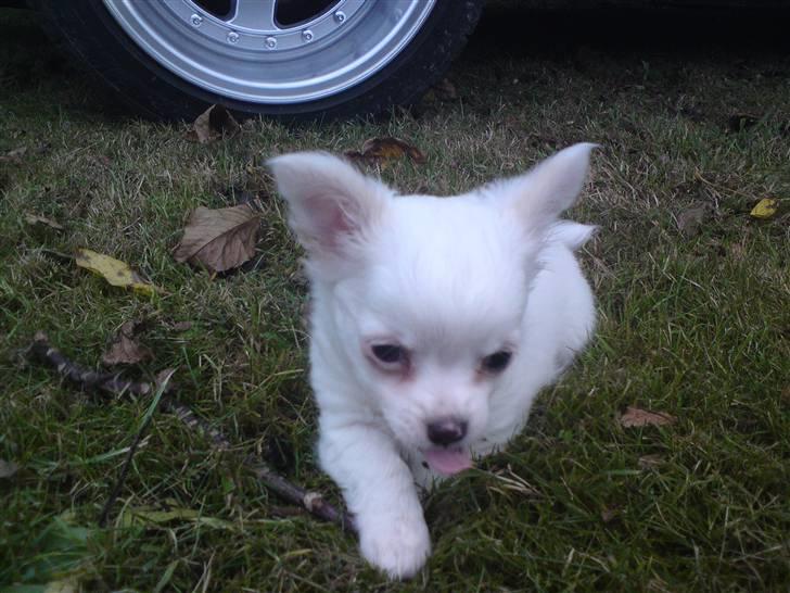 Chihuahua Kenzo billede 14