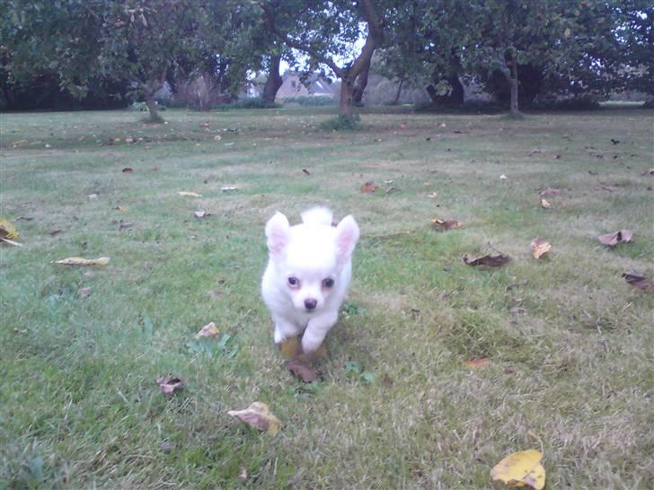 Chihuahua Kenzo billede 15