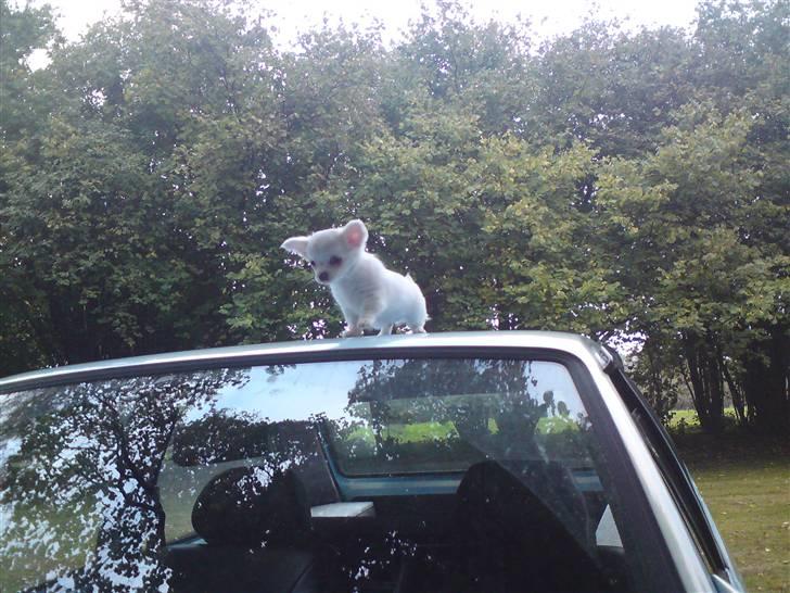 Chihuahua Kenzo billede 16