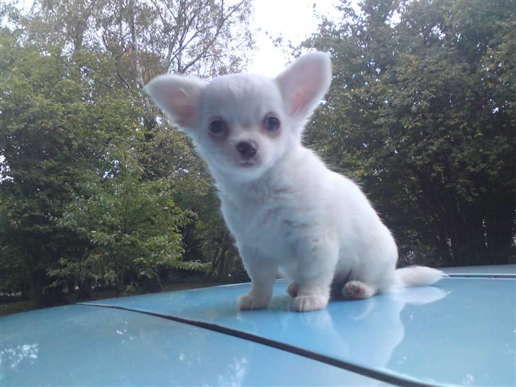 Chihuahua Kenzo billede 17