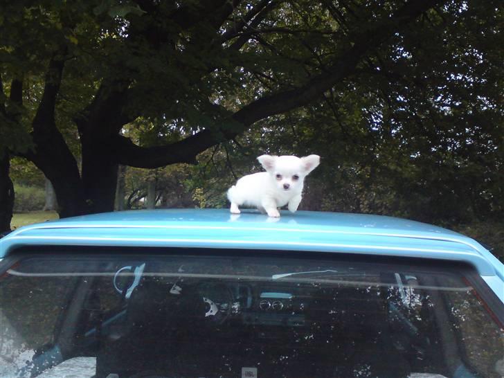 Chihuahua Kenzo billede 18