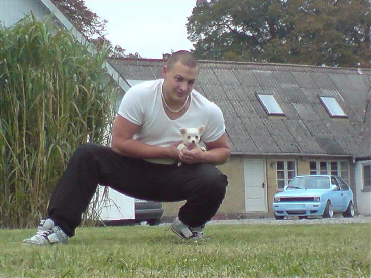 Chihuahua Kenzo billede 19