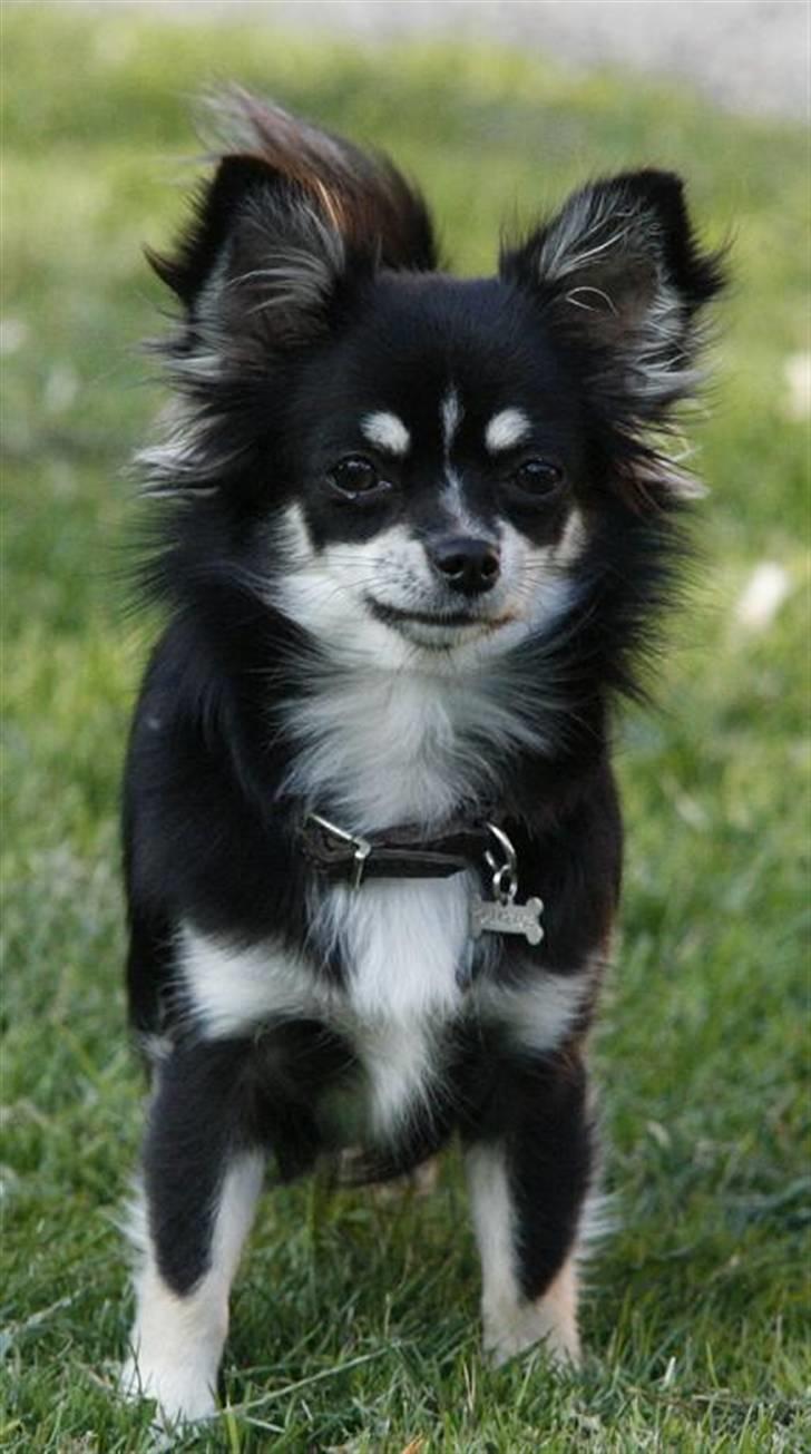 Chihuahua Tilde billede 6