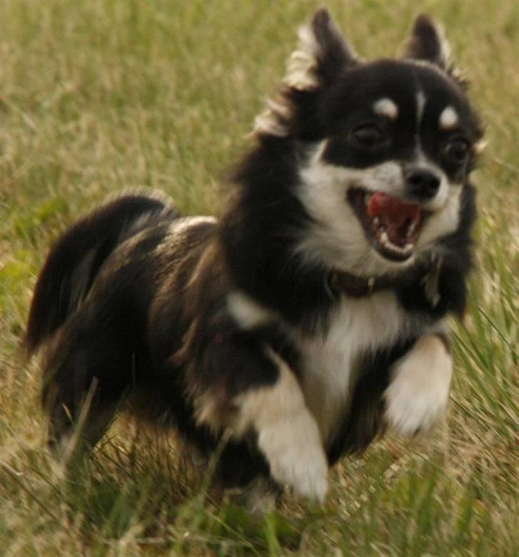 Chihuahua Tilde billede 7