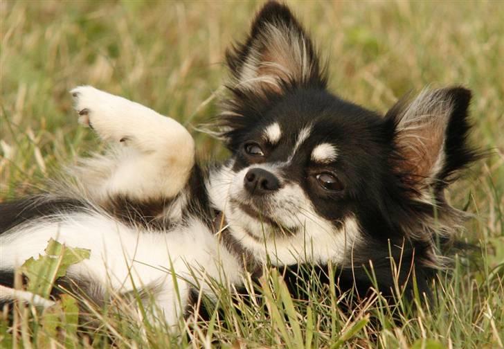 Chihuahua Tilde billede 8