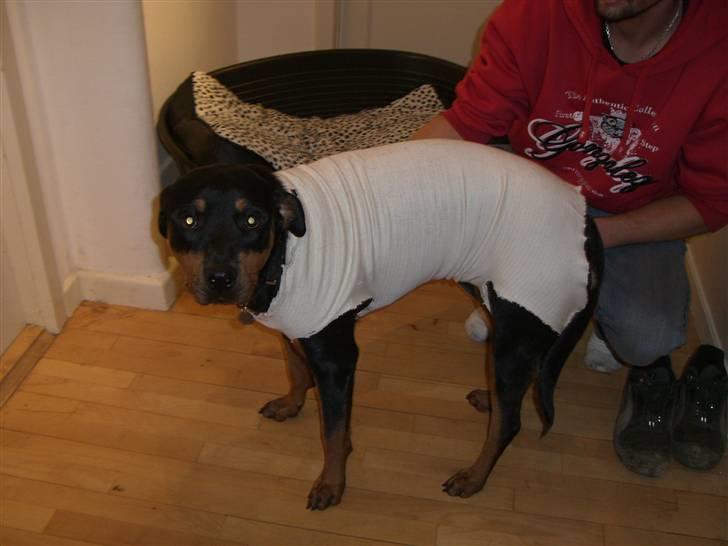 Rottweiler Lupa - Efter en ødelagt bugforbinding fandt jeg denneher... -som Lupa ikke er lige så begejstret for som jeg er!  billede 11