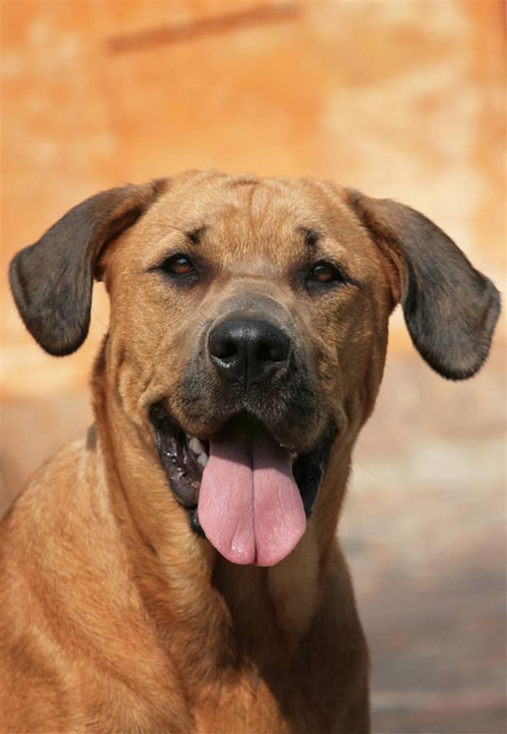 Blanding af racer "Broweiler" Kira billede 7