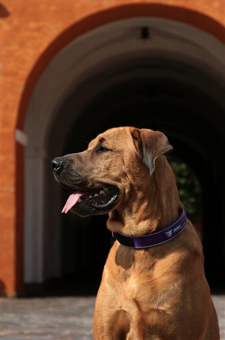 Blanding af racer "Broweiler" Kira - her holder jeg vagt! billede 8