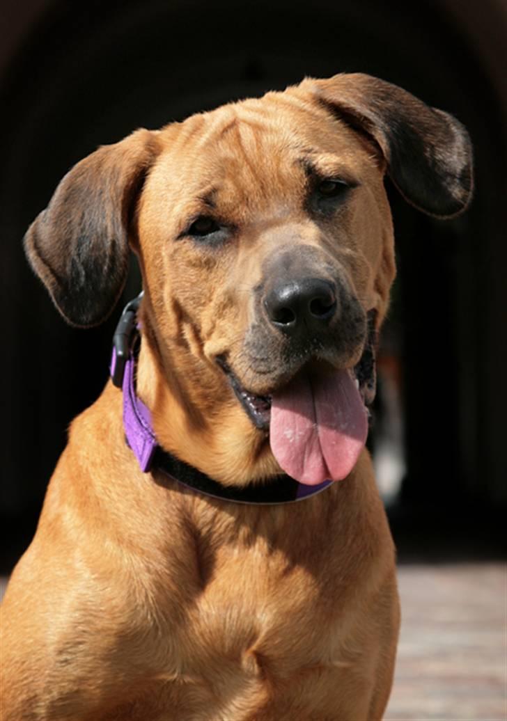 Blanding af racer "Broweiler" Kira - den flotte hund :O) billede 9