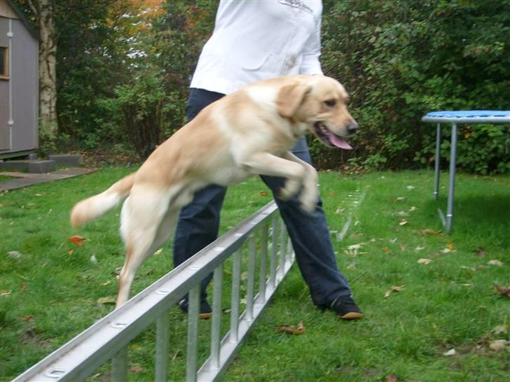 Labrador retriever sofus - lille Sofus  billede 1