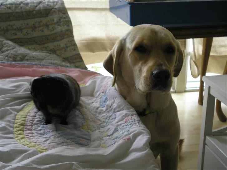 Labrador retriever sofus - øv mor kigger så kan jeg ikke æde dig billede 2