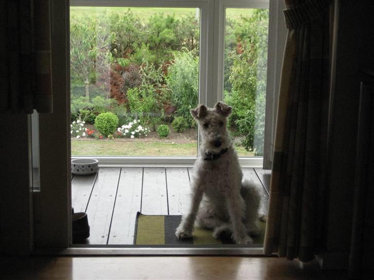 Ruhåret foxterrier Bailey - "Her sidder jeg på min ene balle og holder vagt" billede 12