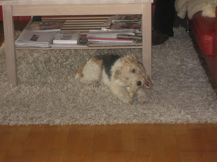 Ruhåret foxterrier Bailey - "Jeg elsker at gnave ben" billede 13
