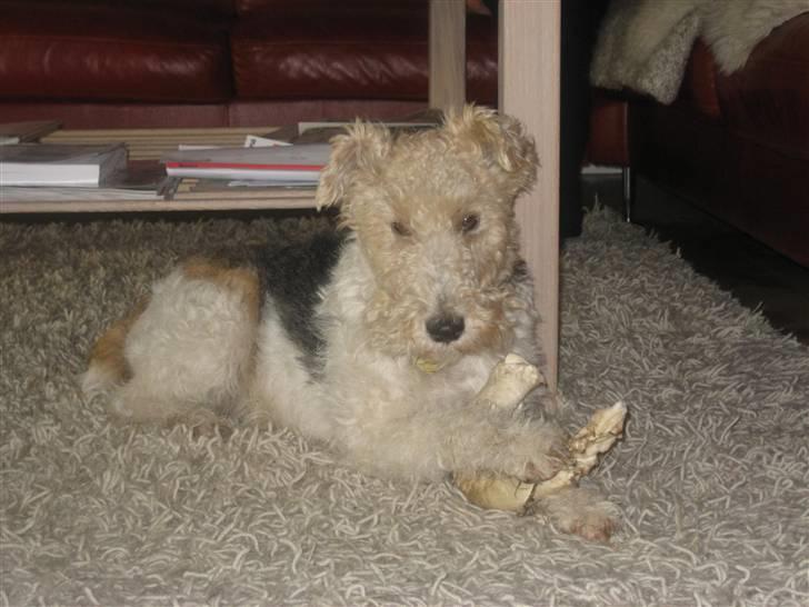 Ruhåret foxterrier Bailey - "Jeg er ret fotogen, ikk?" billede 14