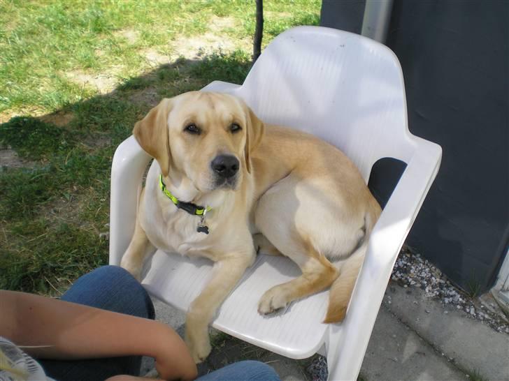 Labrador retriever sofus - og vi solbader billede 3