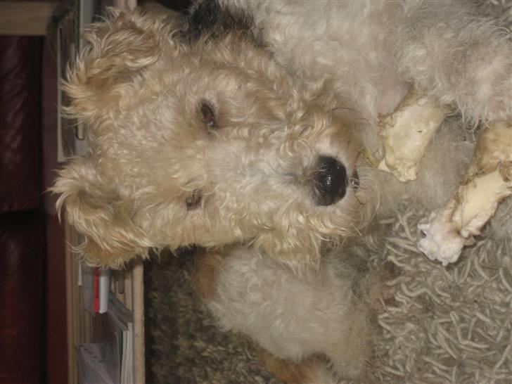 Ruhåret foxterrier Bailey billede 15