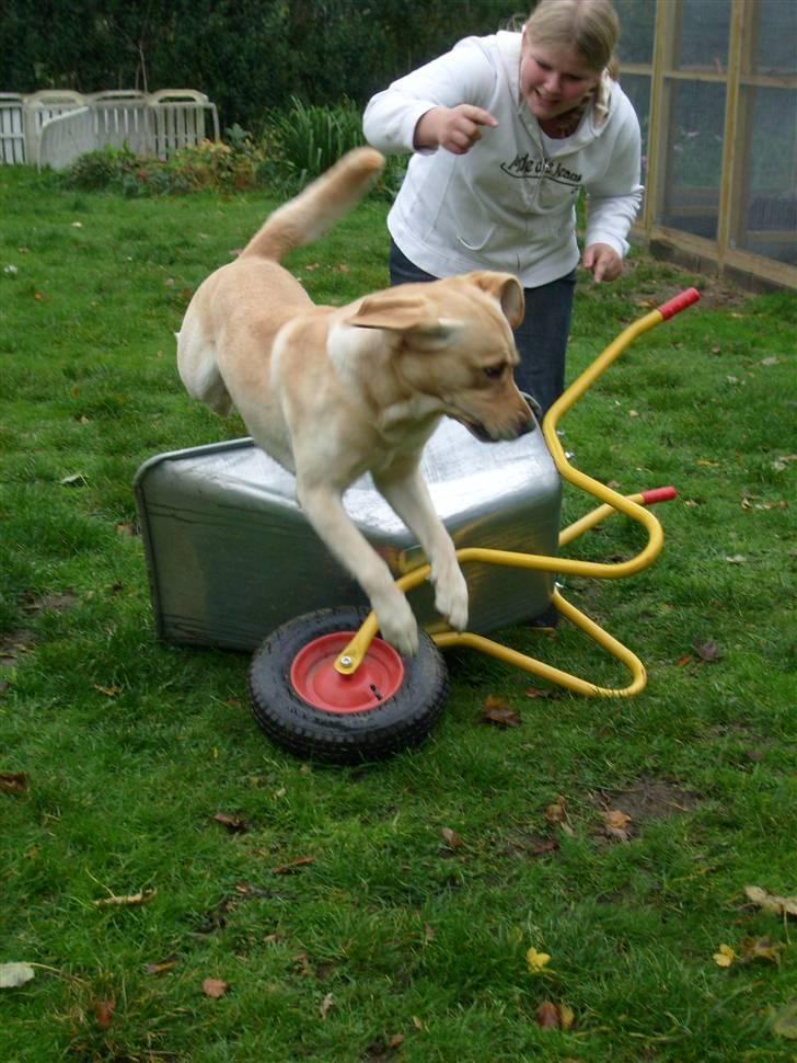 Labrador retriever sofus - jeg kan ikke lide den trillebøre men hvad man ikke gør for en hundekiks:-) billede 4