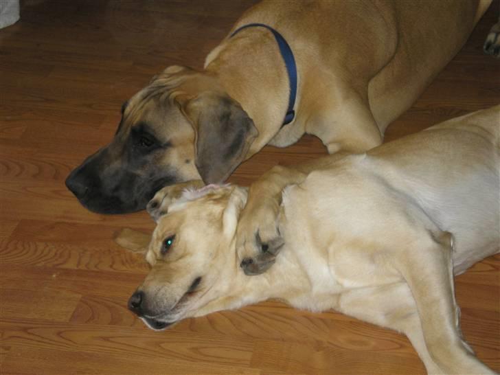 Labrador retriever sofus - her er han sammen med en anden hund som han leger med billede 5