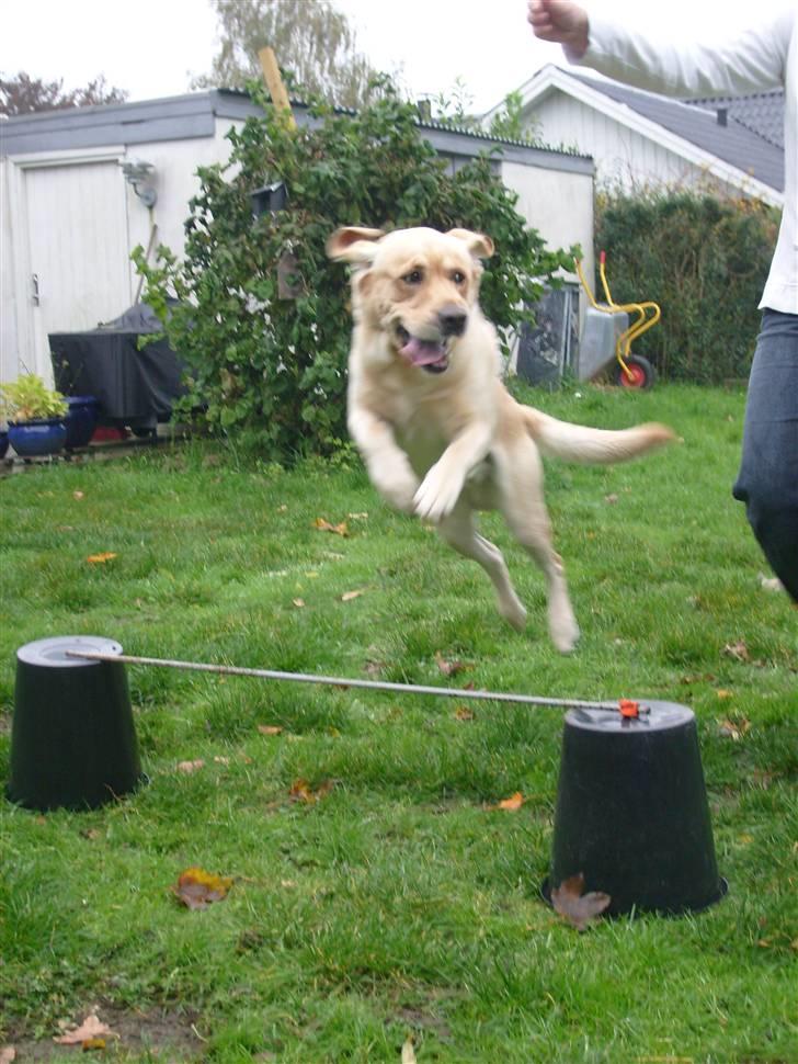 Labrador retriever sofus - her springer jeg igen billede 6
