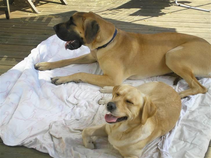 Labrador retriever sofus - Sofus og ven (der hedder deus) solbader på terasen billede 7