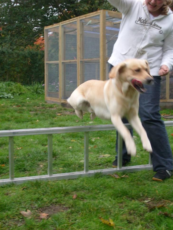 Labrador retriever sofus - hehe se mig :-) billede 8