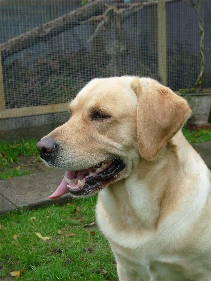 Labrador retriever sofus - jeg sider lige og kigger billede 9