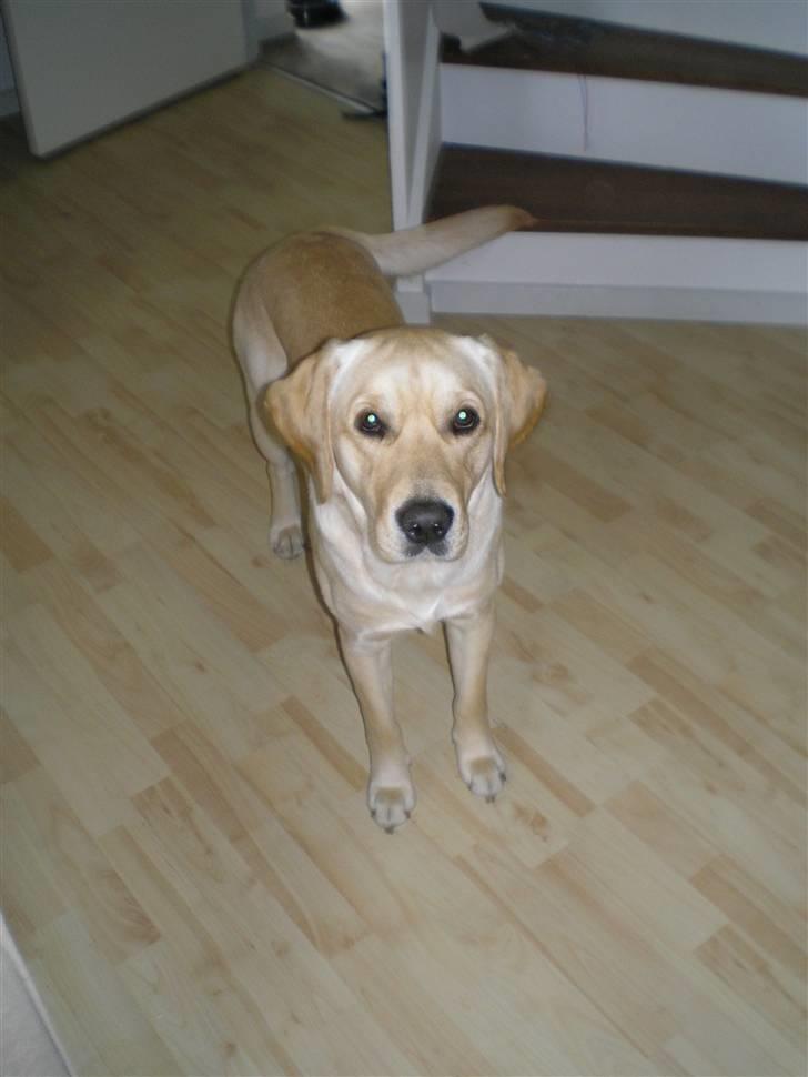 Labrador retriever sofus - jeg er klar til at lege billede 11