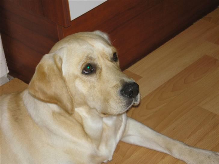 Labrador retriever sofus - jeg prøver at se sød ud for en hundekiks:-) billede 12