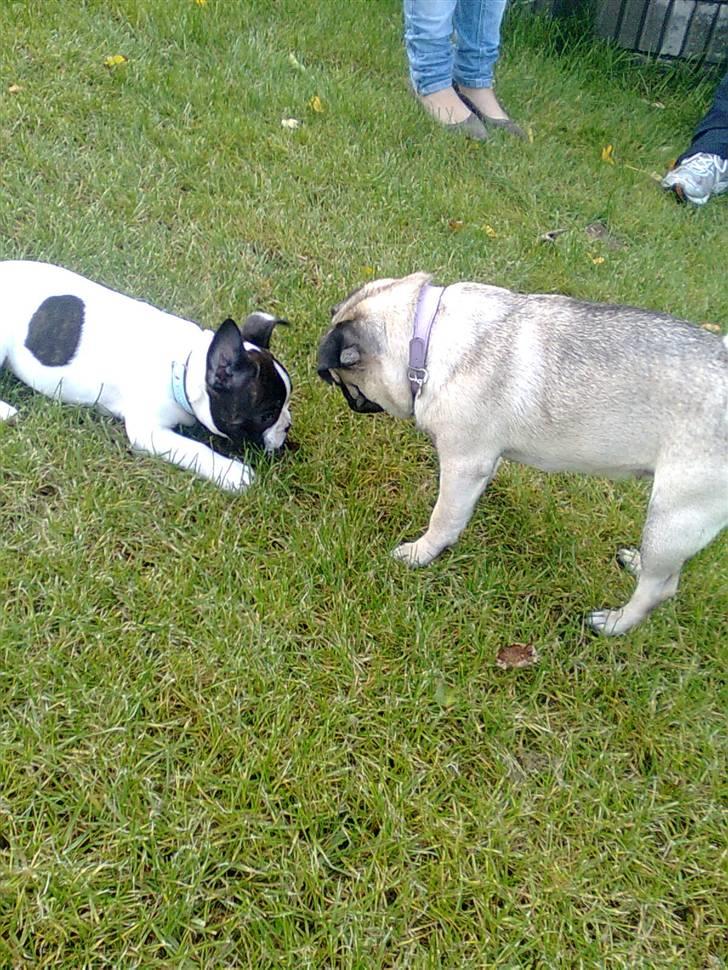 Fransk bulldog Gizmo - Dejlig med en tur i haven sammen med freja billede 7