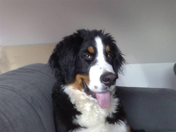 Berner sennenhund Antonio - Så det tv-tid og jeg vil ikke forstyrres billede 13