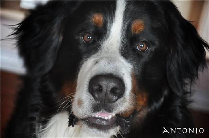 Berner sennenhund Antonio - Tæt på billede 14