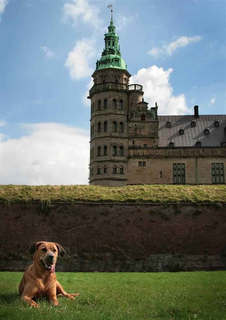 Blanding af racer "Broweiler" Kira - Dette slot passer mig fint. :o) billede 10