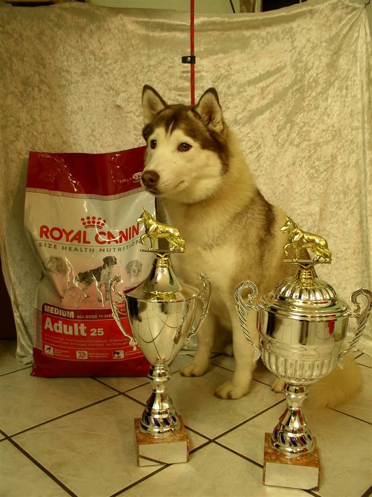 Siberian husky ziemaboras americanbeauty himmel hund billede 18