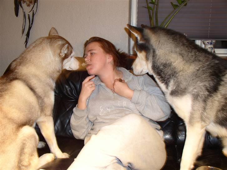 Siberian husky ziemaboras americanbeauty himmel hund billede 19