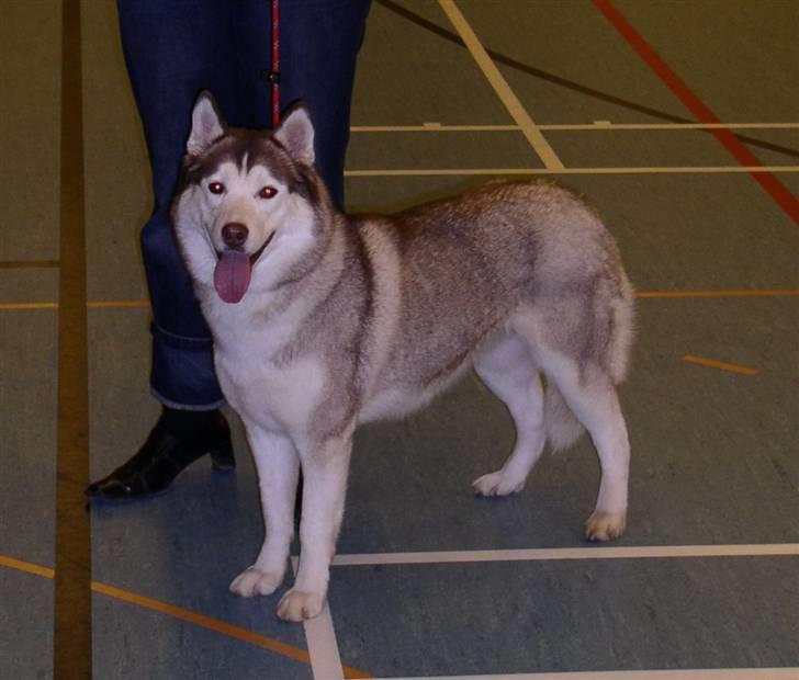 Siberian husky ziemaboras americanbeauty himmel hund billede 20