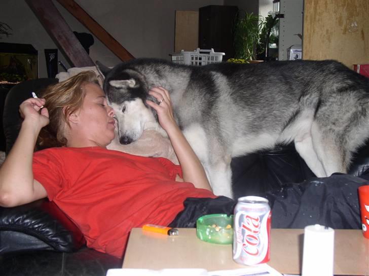 Siberian husky AKELA R.I.P. billede 16