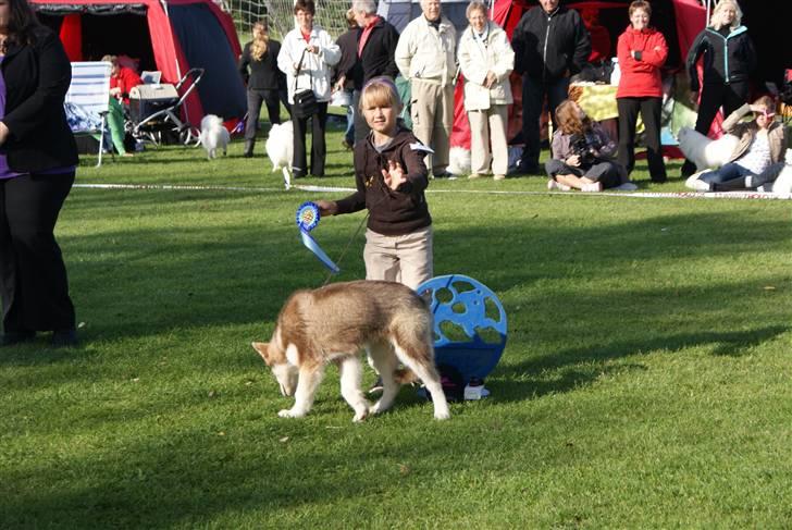 Alaskan malamute Snowcreek Arctic Red Boss - Nikoline og boss med en flot 2. plads i barn hund i Bredsten 2008 billede 10