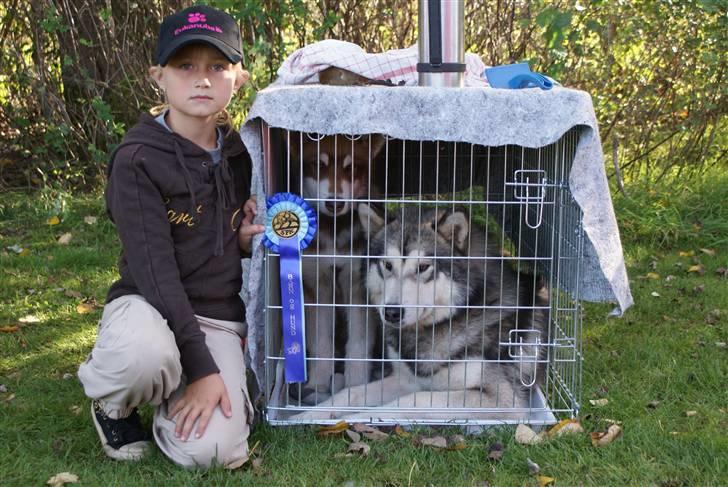 Alaskan malamute Snowcreek Arctic Red Boss - er vi ikk søde...... boss og nikoline med deres fine roset og fætter aslan der  ser ud til han også mener det er hans billede 11