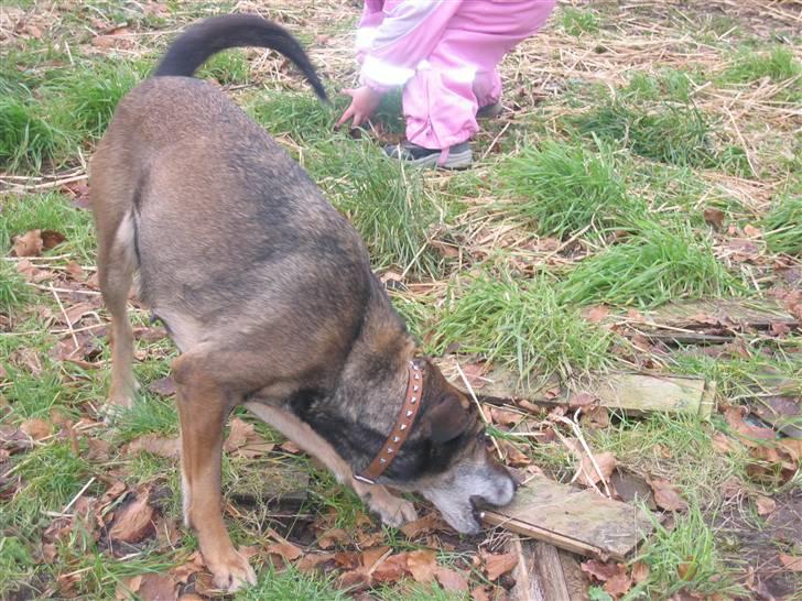 Blanding af racer Chili - chili med en af hendes ynglings beskæftigelser bide bind billede 1