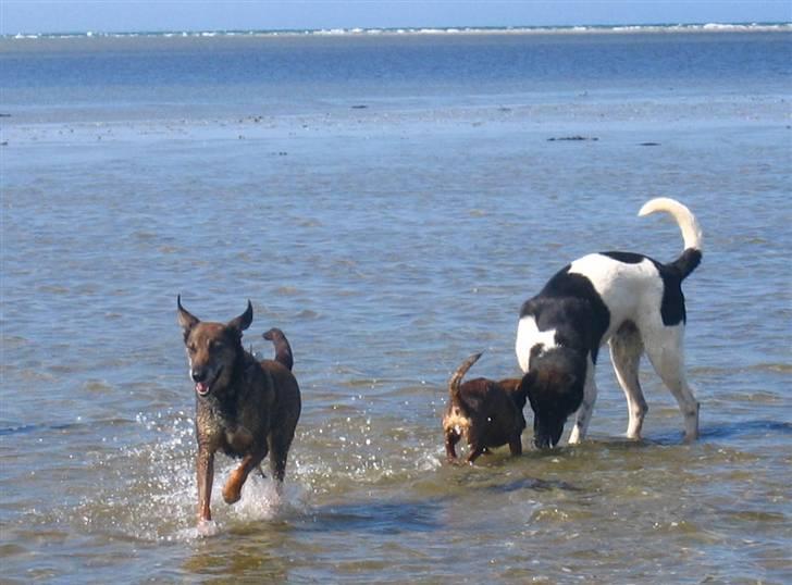 Blanding af racer Chili - dejlig med en kølig dukkert på en varm sommer dag (ferdinan min søn bagerest) billede 2