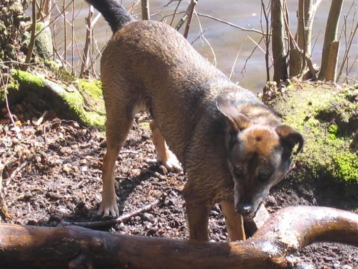 Blanding af racer Chili - en dag i skoven billede 3