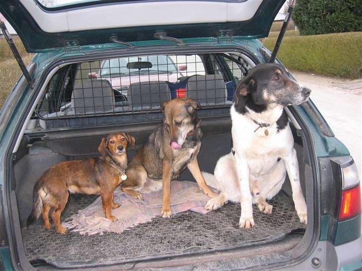 Blanding af racer Chili - jeg kan ikke lide at du fotograferer mig og jeg er altså heller ikke vild med at køre bil men jeg vil gerne med på tur billede 4