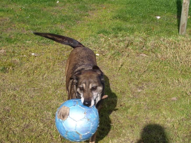 Blanding af racer Chili - hjælp bolden sidder fast i min mund billede 5