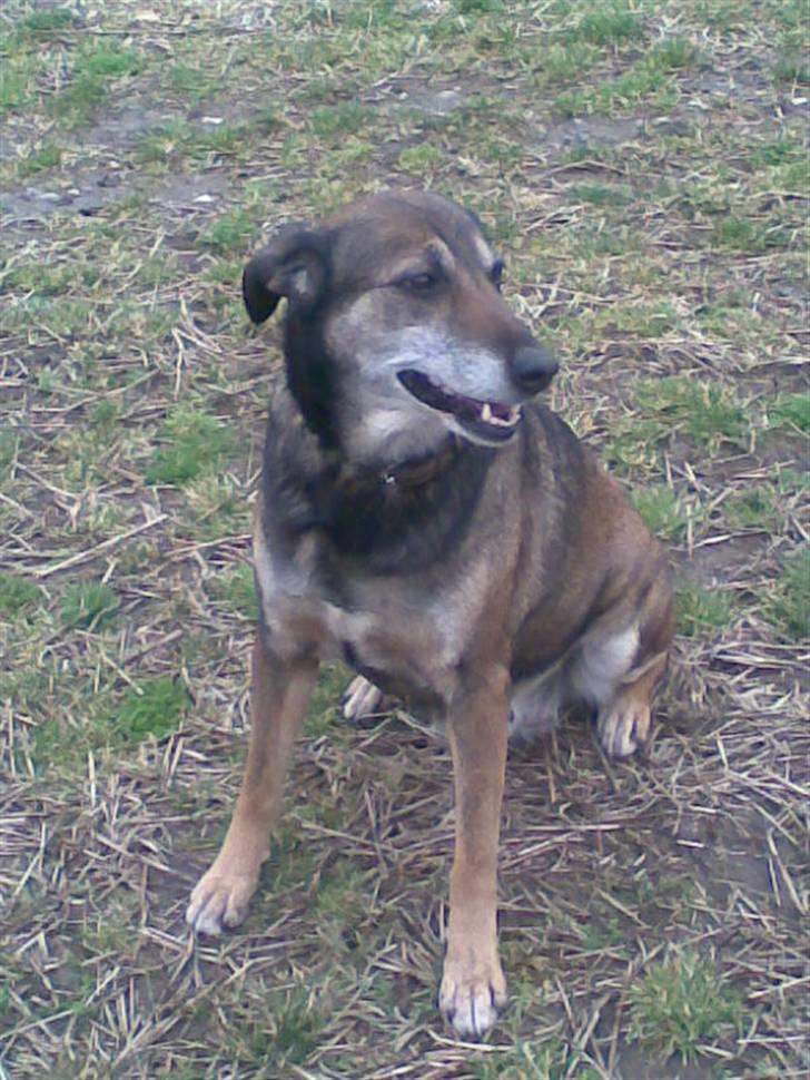 Blanding af racer Chili billede 6