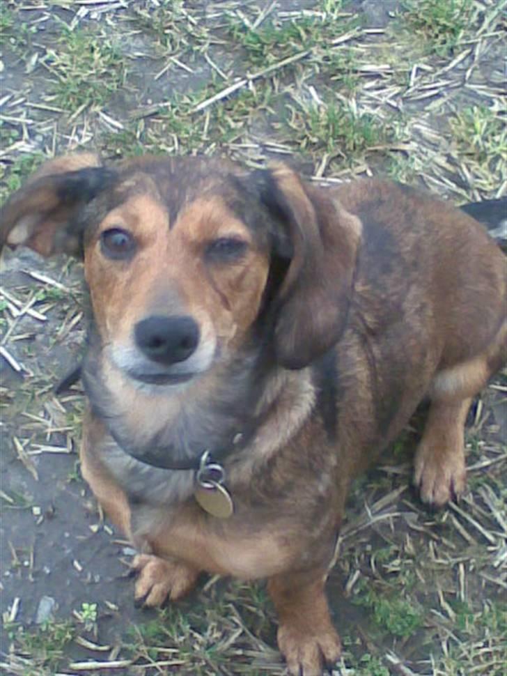 Blanding af racer Lady - lady billede 1