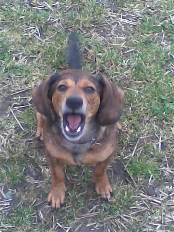 Blanding af racer Lady - hvis du ikke ser mig "råber" jeg højt billede 2