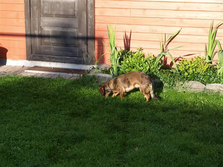 Blanding af racer Lady billede 3